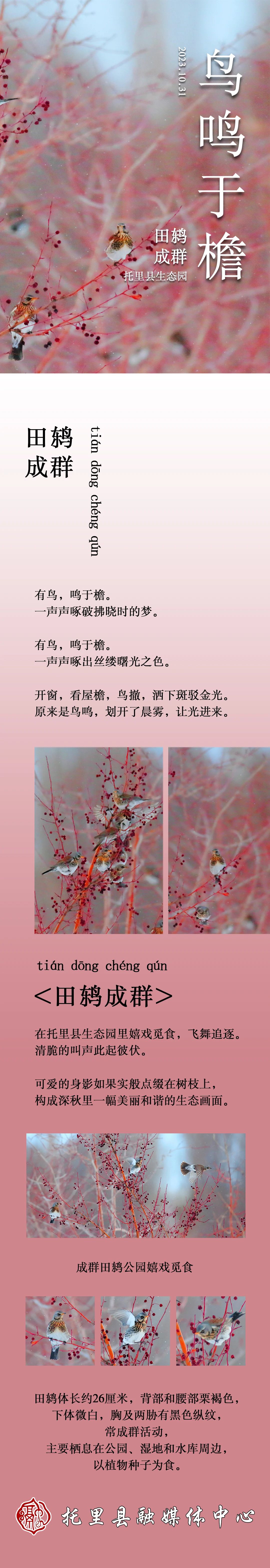 长图丨托里：鸟鸣于檐