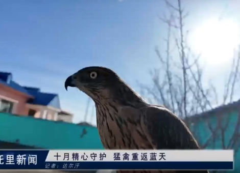 十月精心守护    猛禽重返蓝天