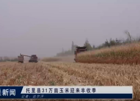 托里县31万亩玉米迎来丰收季